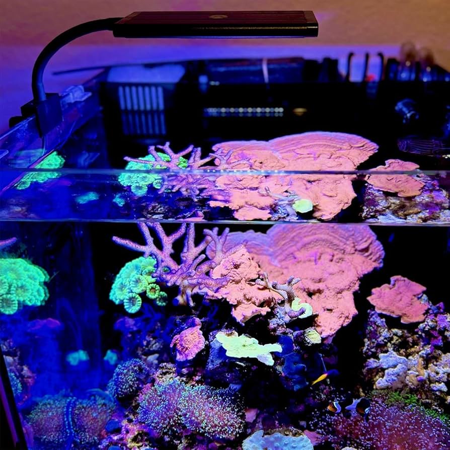 Amazon.com : CURRENT Orbit Marine NANO LED 16 Watt Reef LED